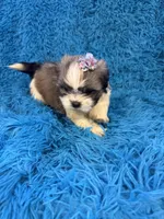 Suge, a female Havanese and Shih Tzu for sale in Marion, SC – Photo 8 of 9