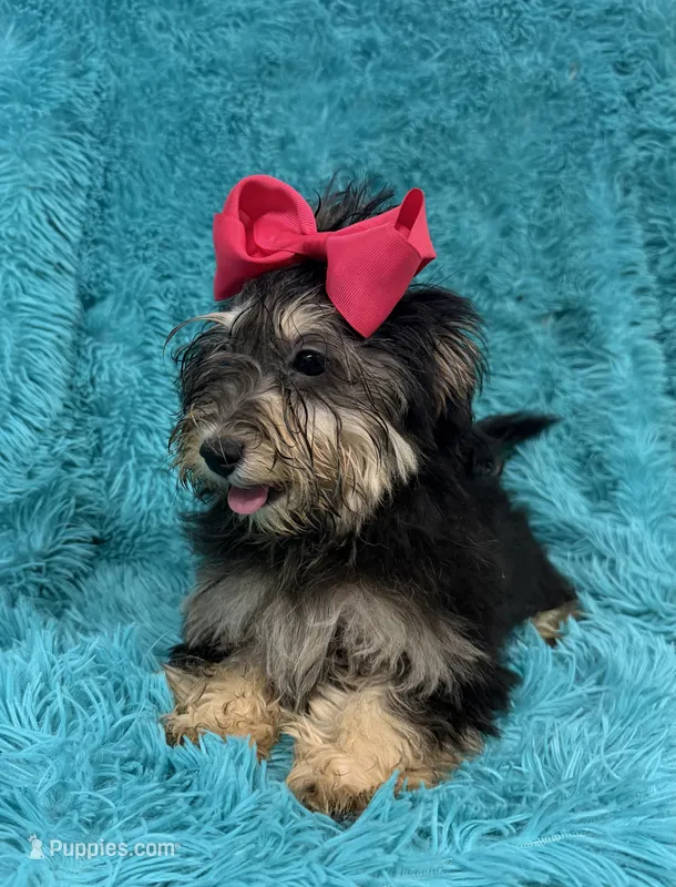 Piper – Havapoo puppy for sale in Marion, SC