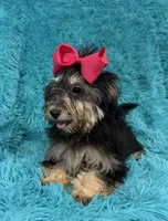 Piper, a female Havanese and Poodle - Toy  for sale in Marion, SC – 1 of 8