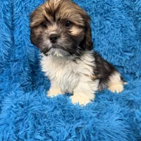 Wallen, a male Cavalier King Charles Spaniel and Shih Tzu for sale in Marion, SC – Photo 1 of 4