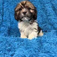 Wallen, a male Cavalier King Charles Spaniel and Shih Tzu for sale in Marion, SC – Photo 2 of 4