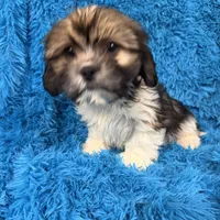 Wallen, a male Cavalier King Charles Spaniel and Shih Tzu for sale in Marion, SC – Photo 4 of 4