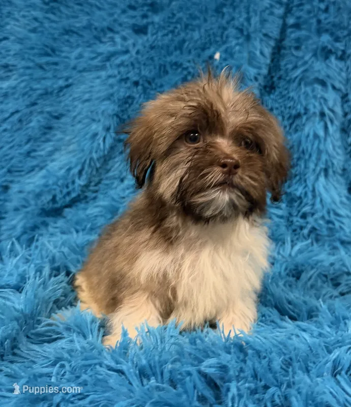Lizzy – Havanese, Shih Tzu puppy for sale in Marion, SC