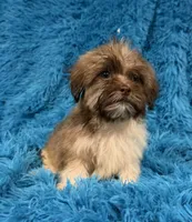 Lizzy, a female Havanese and Shih Tzu for sale in Marion, SC – 1 of 9