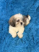 Priss , a female Havanese and Shih Tzu for sale in Marion, SC – 8 of 8