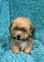 Lang, a male Havapoo for sale in Marion, SC – 3 of 8