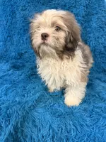 Hardy, a male Havanese and Shih Tzu for sale in Marion, SC – 3 of 5
