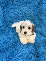 Lala, a female Havanese for sale in Marion, SC – 2 of 2