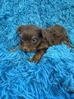 Zoey, a female Yorkshire Terrier for sale in Marion, SC – Photo 3 of 6