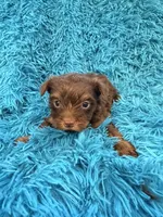 Zoey, a female Yorkshire Terrier for sale in Marion, SC – Photo 4 of 6