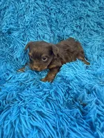 Zoey, a female Yorkshire Terrier for sale in Marion, SC – Photo 2 of 6