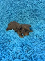 Zoey, a female Yorkshire Terrier for sale in Marion, SC – Photo 6 of 6