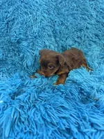 Zoey, a female Yorkshire Terrier for sale in Marion, SC – Photo 5 of 6