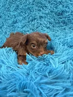 Zoey, a female Yorkshire Terrier for sale in Marion, SC – Photo 1 of 6