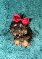 Piper, a female Havanese and Poodle - Toy  for sale in Marion, SC – 7 of 8