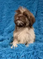 Lizzy, a female Havanese and Shih Tzu for sale in Marion, SC – 9 of 9