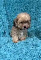 Lang, a male Havapoo for sale in Marion, SC – 7 of 8