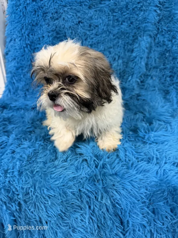 Sassy – Havanese, Shih Tzu puppy for sale in Marion, SC