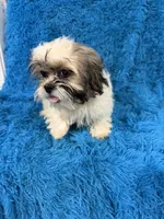 Sassy, a female Havanese and Shih Tzu for sale in Marion, SC – 3 of 3