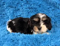 Winston, a male Cavalier King Charles Spaniel and Shih Tzu for sale in Marion, SC – 4 of 5