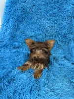 Zoey, a female Yorkshire Terrier for sale in Marion, SC – 6 of 8