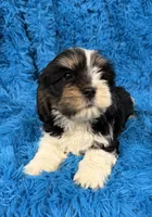Winston, a male Cavalier King Charles Spaniel and Shih Tzu for sale in Marion, SC – 5 of 5