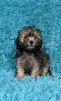 Lainey, a female Havapoo for sale in Marion, SC – 5 of 8