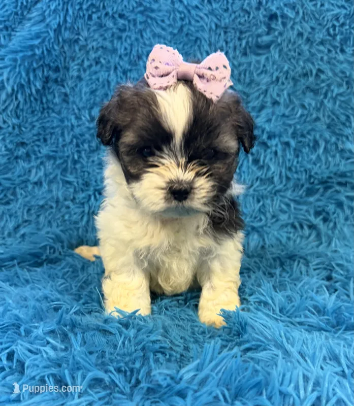 Priss  – Havanese, Shih Tzu puppy for sale in Marion, SC