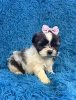 Priss , a female Havanese and Shih Tzu for sale in Marion, SC – Photo 2 of 9