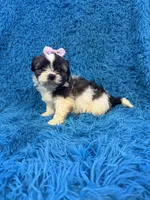 Priss , a female Havanese and Shih Tzu for sale in Marion, SC – Photo 7 of 9