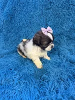 Priss , a female Havanese and Shih Tzu for sale in Marion, SC – Photo 8 of 9