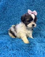Priss , a female Havanese and Shih Tzu for sale in Marion, SC – Photo 5 of 9