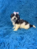Priss , a female Havanese and Shih Tzu for sale in Marion, SC – Photo 6 of 9