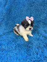 Priss , a female Havanese and Shih Tzu for sale in Marion, SC – Photo 9 of 9