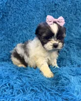Priss , a female Havanese and Shih Tzu for sale in Marion, SC – Photo 3 of 9