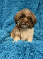 Lizzy, a female Havanese and Shih Tzu for sale in Marion, SC – 2 of 9