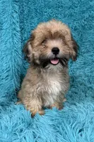 Lang, a male Havapoo for sale in Marion, SC – 8 of 8
