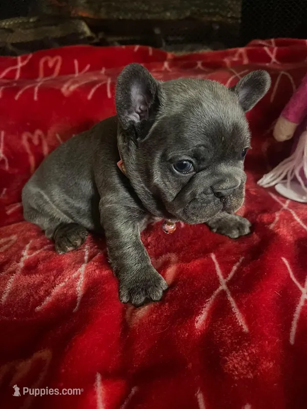 Bluey – French Bulldog puppy for sale in Troy, MI