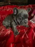 Bluey, a female French Bulldog for sale in Troy, MI – Photo 1 of 2