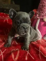 Bluey, a female French Bulldog for sale in Troy, MI – Photo 2 of 2