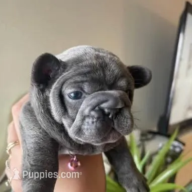 Blue , a male French Bulldog for sale in Troy, MI – Photo 1 of 1