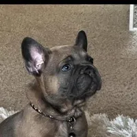 French , a male French Bulldog for sale in Troy, MI – Photo 2 of 2