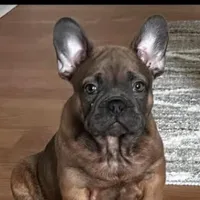 French , a male French Bulldog for sale in Troy, MI – Photo 1 of 2