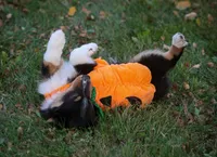 Bugs, a male Miniature Australian Shepherd and Miniature American Shepherd for sale in Valparaiso, IN – 3 of 10