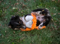 Bugs, a male Miniature Australian Shepherd and Miniature American Shepherd for sale in Valparaiso, IN – 5 of 10