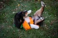 Bugs, a male Miniature Australian Shepherd and Miniature American Shepherd for sale in Valparaiso, IN – 10 of 10