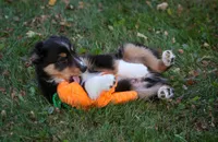 Bugs, a male Miniature Australian Shepherd and Miniature American Shepherd for sale in Valparaiso, IN – 8 of 10