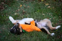 Bugs, a male Miniature Australian Shepherd and Miniature American Shepherd for sale in Valparaiso, IN – 6 of 10