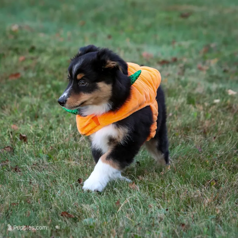 Bugs – Miniature Australian Shepherd, Miniature American Shepherd puppy for sale in Valparaiso, IN