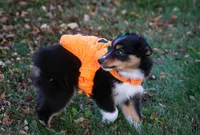 Bugs, a male Miniature Australian Shepherd and Miniature American Shepherd for sale in Valparaiso, IN – 2 of 10